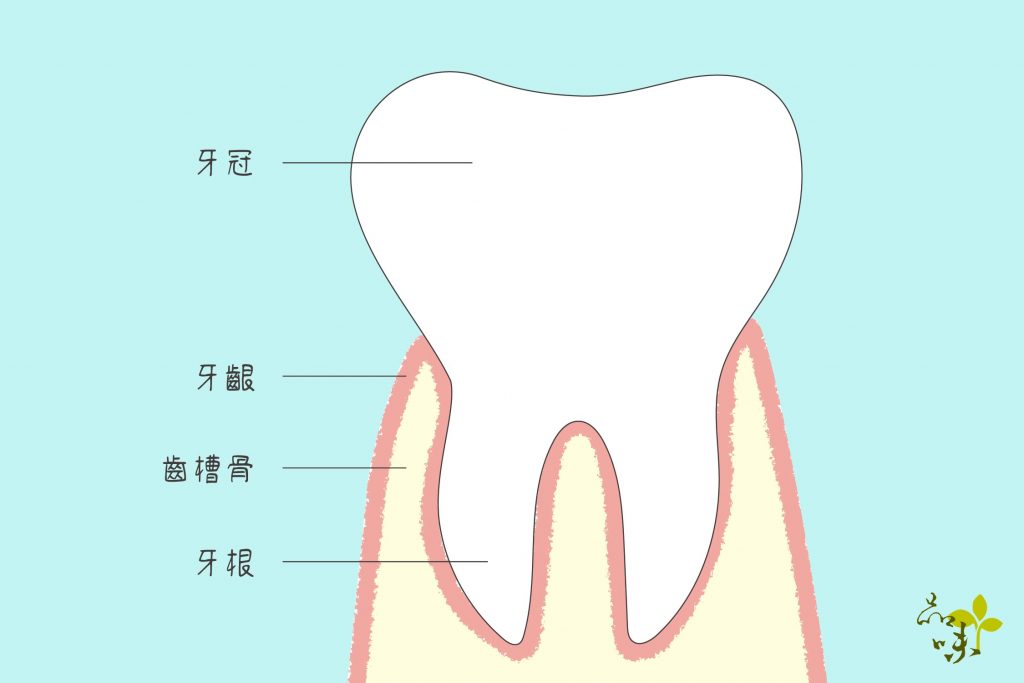 牙齦包覆住齒槽骨