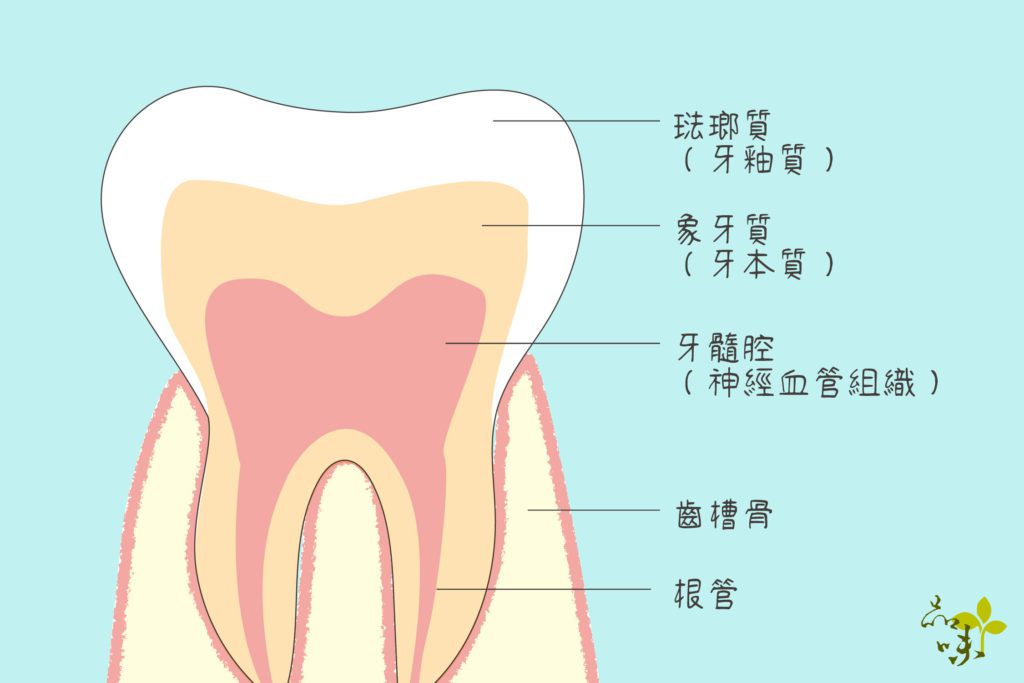 牙齒構造剖面圖