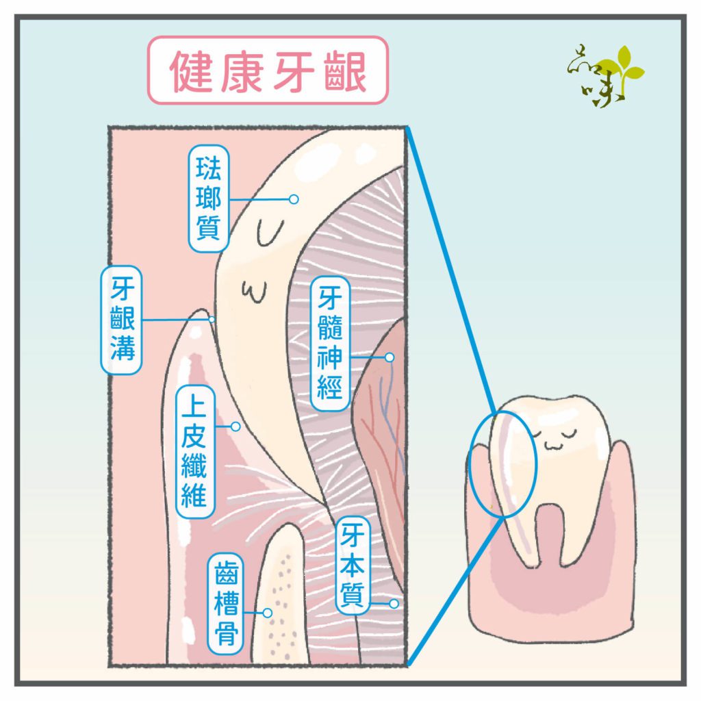 健康牙齦上皮纖維側面剖面圖