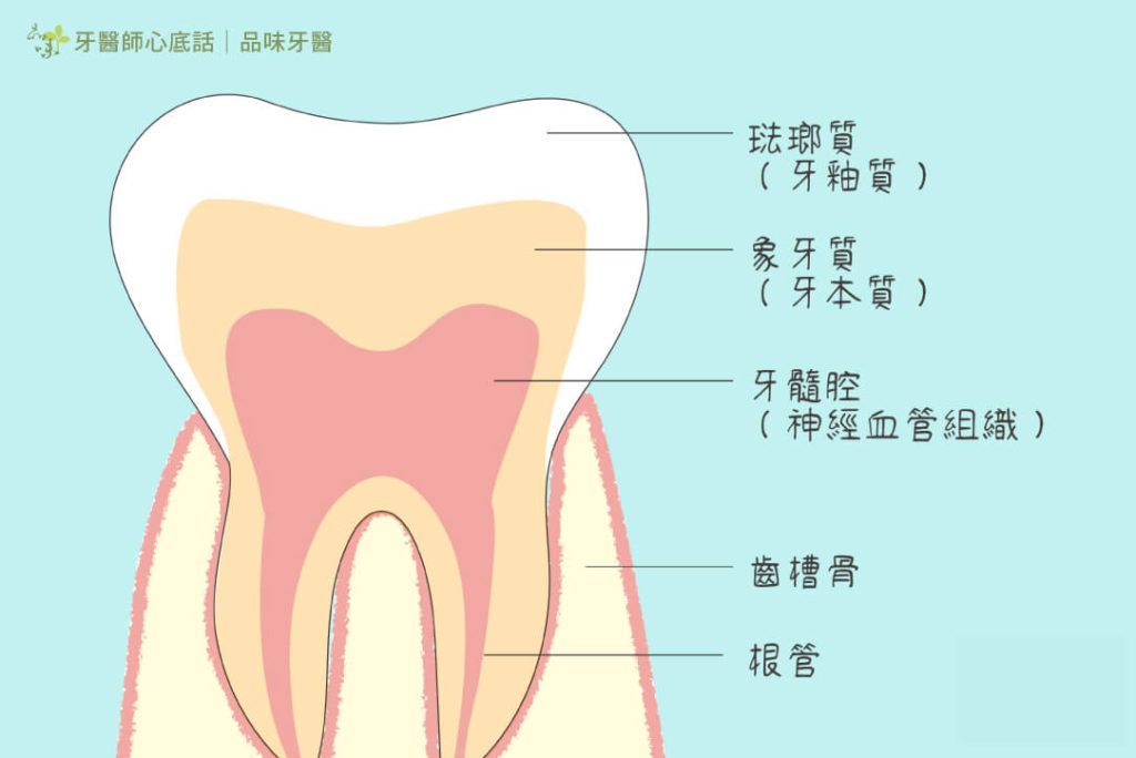 牙齒剖面圖