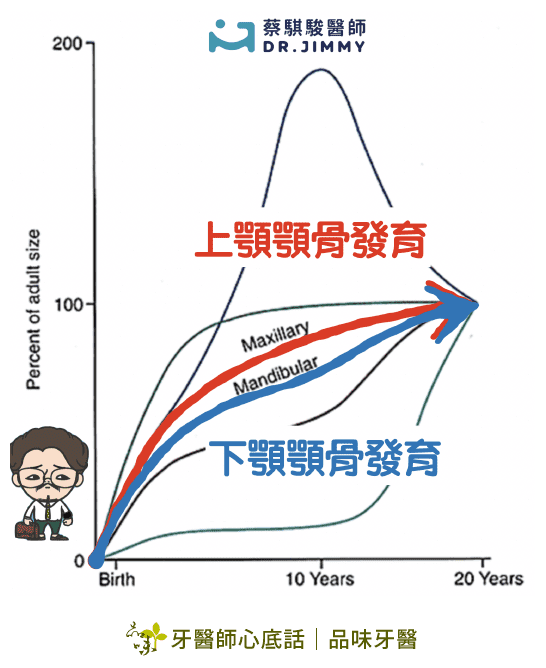 上下顎骨發育曲線圖